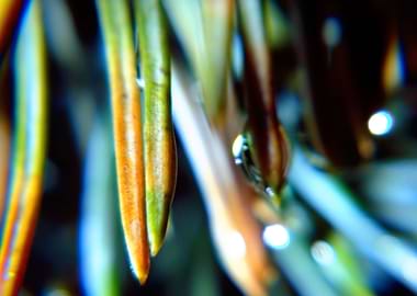 warm green and wet nature3