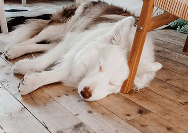 white dog sleep