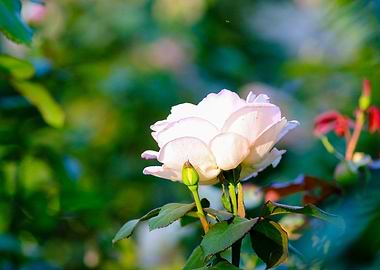 Sunlit White Rose Flower