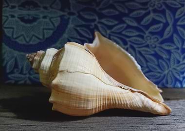 Seashell Series 7