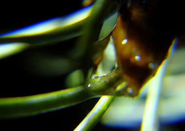 warm green and wet nature2