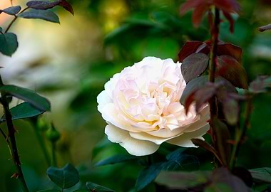 Beige Rose In The Garden