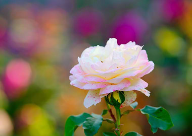 White Rose Red Freckles