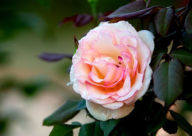 Cream And Pink Rose Flower