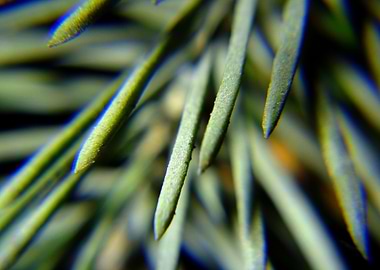 minimalistic green nature3