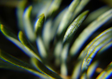 minimalistic green nature1