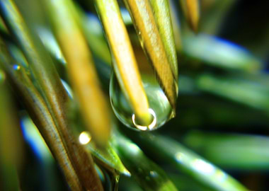 warm green and wet nature1