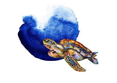 Turtles leisurely walk