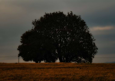 Lonely tree