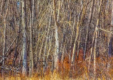 Colorado Woodland