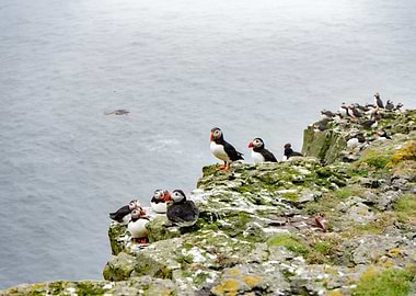 Atlantic Puffins in Faroes