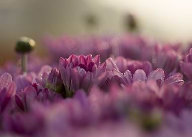 Purple Lotus Water Lillies