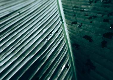 Zurich Botanical Garden