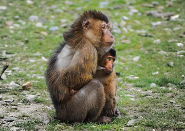 Barnary Macaque Monkey