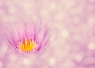 Lilac Zen Lotus Flower