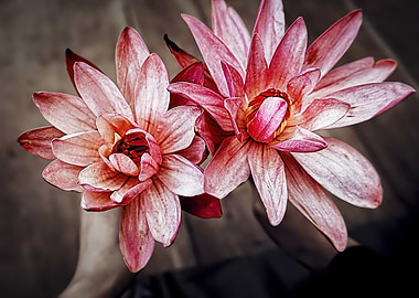 Suede Pink Zen Lotus