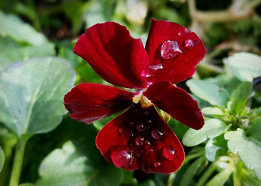 Raindrops on pansy