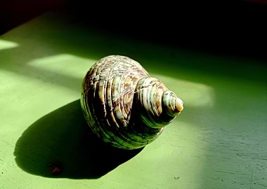 Seashell Series No 3