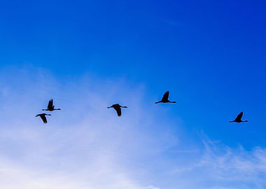 Blue Crane flying