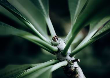 Zurich Botanical Garden