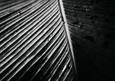 Zurich Botanical Garden