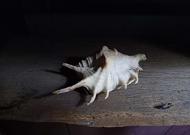 Seashell Series No 4