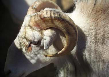 Ram Sheep
