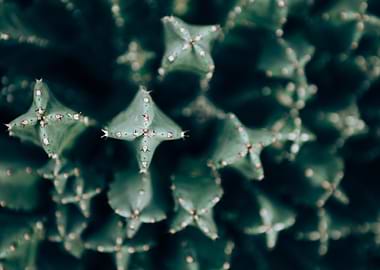 Zurich Botanical Garden