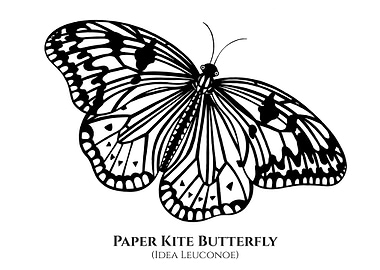 Paper Kite Butterfly