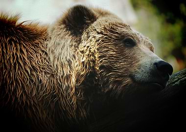 Bears Wildlife predator