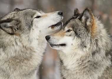 Wolf tenderness