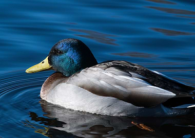 Mallard