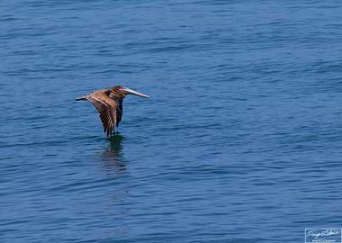 Pelican on the Gulf