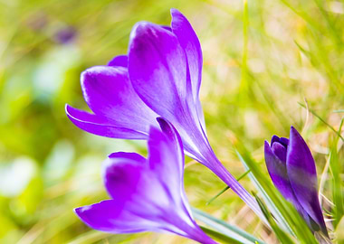 Tendernes of the crocus