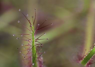 Carnivorous Sundew Plant