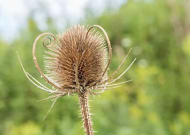 Dry Thistle