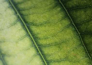 Leaf Texture