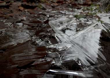 Ice in Forest 2