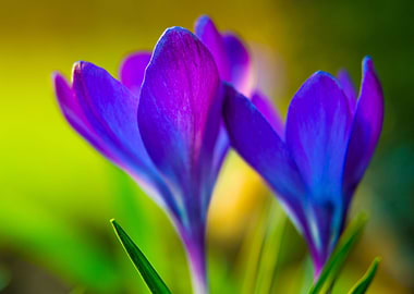 Fascinating crocus