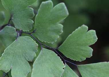 Delicate Maidenhair Fern