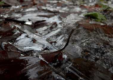 Ice in Forest 3