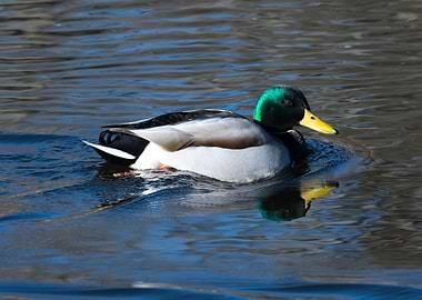 Mallard