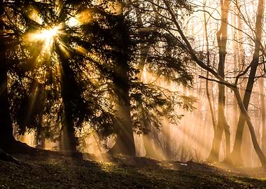 Sunlight in the trees