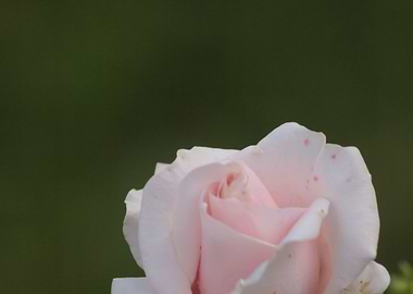 Setting Sun Over The Field
