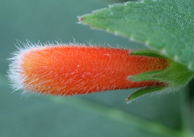 Fuzzy Orange Flower