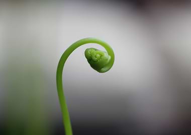 Green Fern Fiddlehead