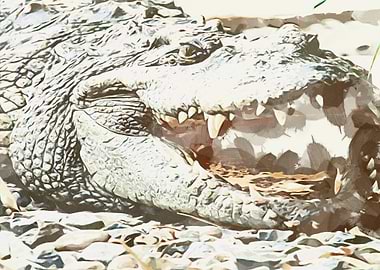 Crocodile