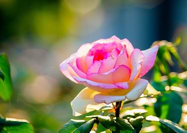 Pink Rose Smooth Sunny Day