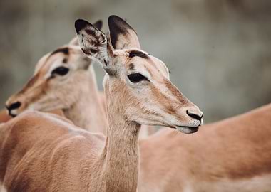 Kruger National Park SA