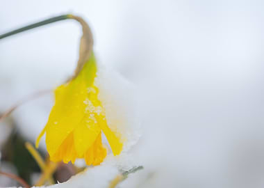 Botany of Switzerland